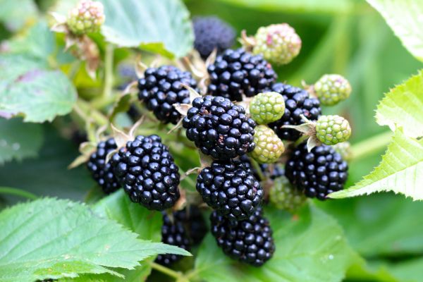 Blackberry Bush Removal in Pleasant Grove