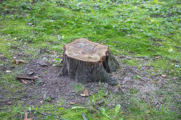 Bush Stump Removal in Pleasant Grove