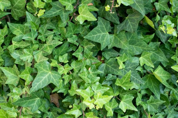 Cost of English Ivy Removal in Pleasant Grove