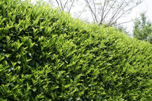 Cost of Laurel Removal in Pleasant Grove