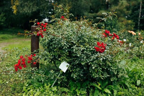 Cost of Rose Bush Removal in Pleasant Grove