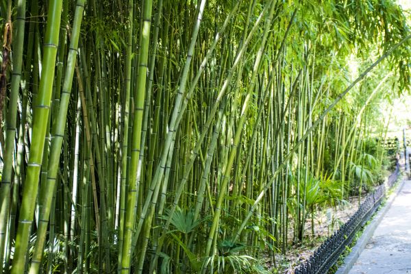 Cost of Bamboo Root Removal in Pleasant Grove