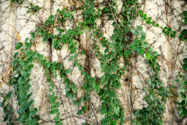 Cost of Vine Removal Service in Pleasant Grove