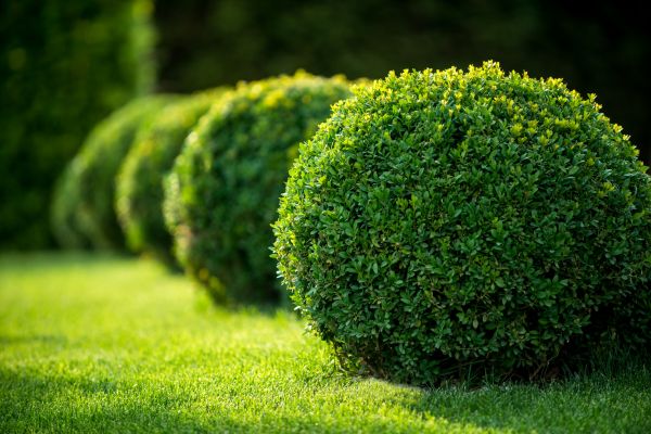 Bush Pruning in Pleasant Grove