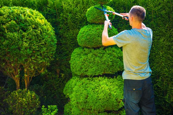 Cost of Topiary Shaping in Pleasant Grove