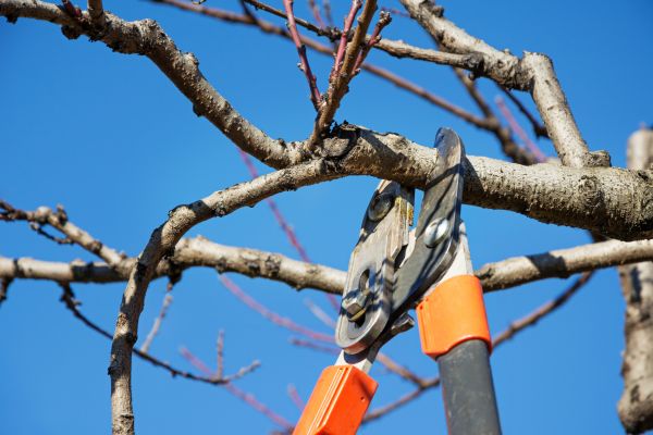 Cost of Selective Pruning in Pleasant Grove