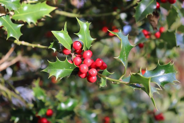 Cost of Holly Tree Trimming in Pleasant Grove