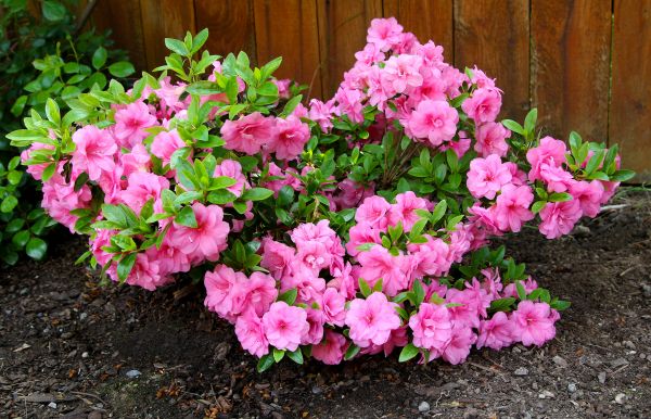 Cost of Azaleas Removal in Pleasant Grove