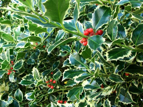 Cost of Holly Bushes Trimming in Pleasant Grove
