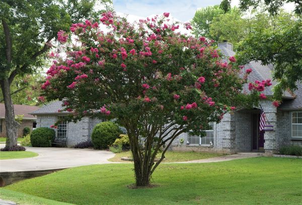 Crepe Myrtle Trimming in Pleasant Grove
