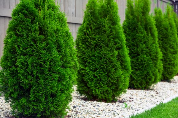Cost of Arborvitae Removal in Pleasant Grove