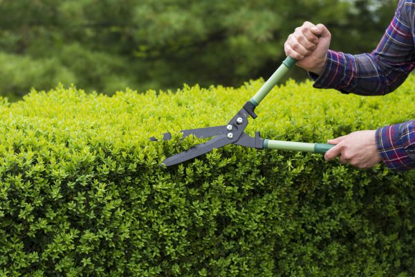 Cost of Evergreen Shrub Pruning in Pleasant Grove
