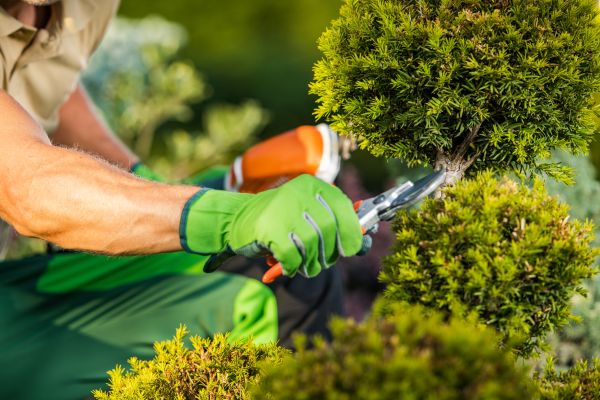 Cost of Landscape Pruning Service in Pleasant Grove