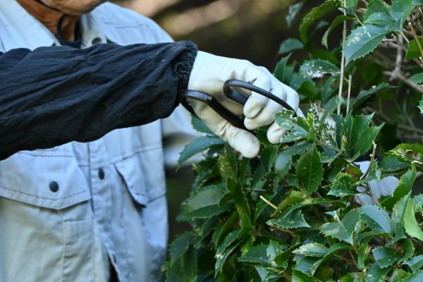 Holly Pruning in Pleasant Grove