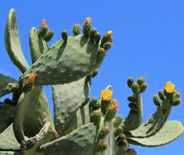 Cost of Cactus Removal in Pleasant Grove