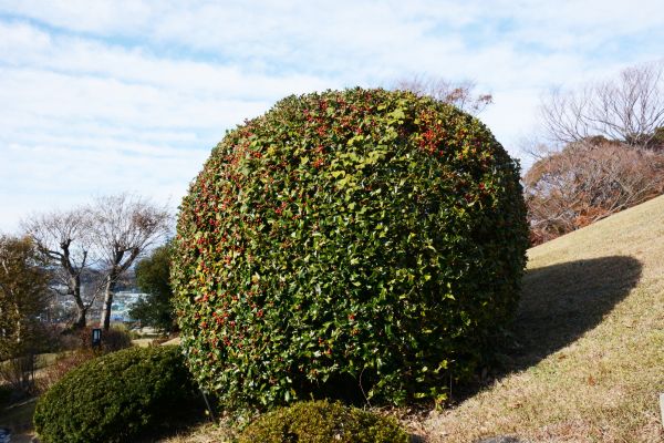 Cost of Holly Shrub Pruning in Pleasant Grove