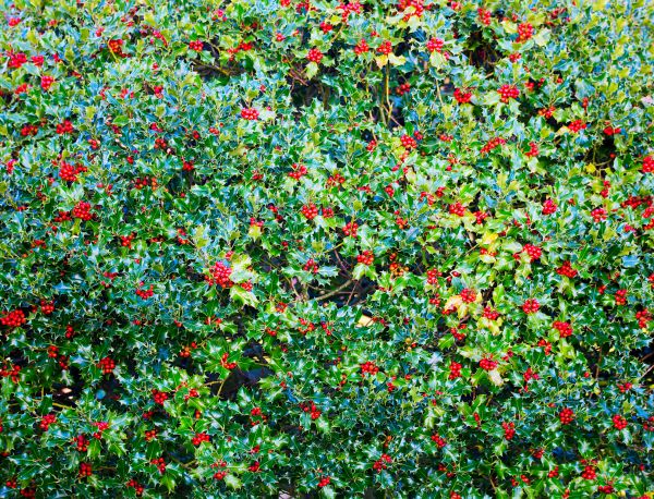 Cost of Holly Bush Removal in Pleasant Grove