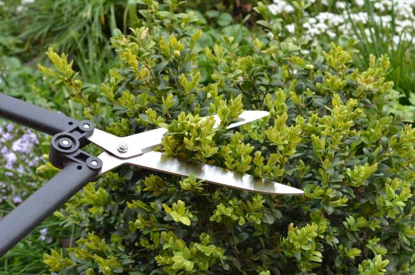 Boxwood Trimming in Pleasant Grove