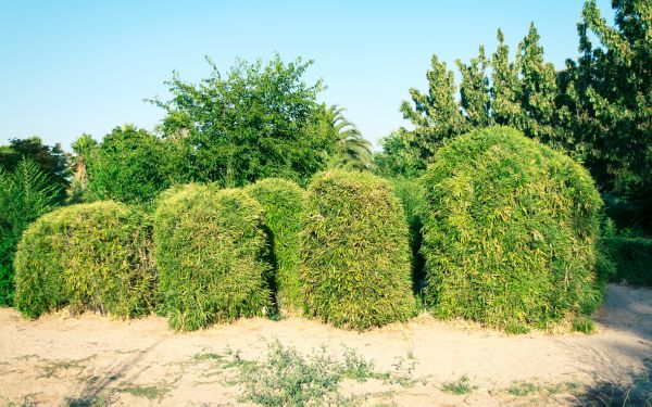 Cost of Bamboo Hedge Removal in Pleasant Grove