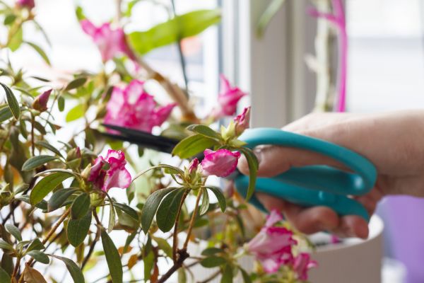 Azalea Pruning in Pleasant Grove
