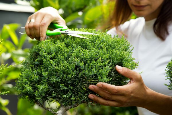 Cost of Juniper Shrub Pruning in Pleasant Grove
