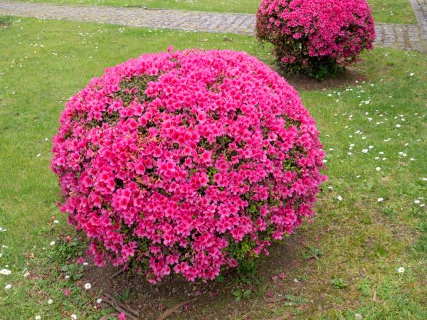 Cost of Rhododendron Pruning in Pleasant Grove