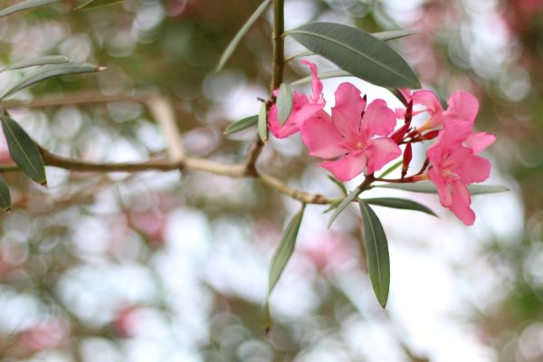 Cost of Oleander Removal in Pleasant Grove