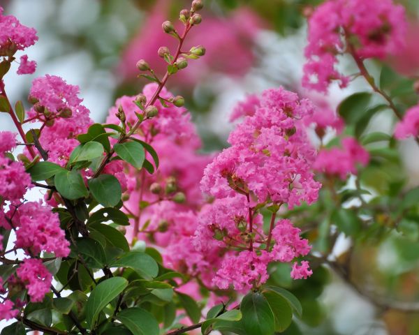 Cost of Crepe Myrtle Removal in Pleasant Grove