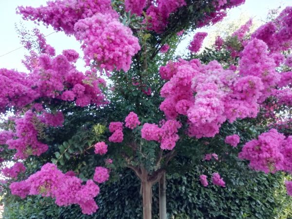 Cost of Crape Myrtle Pruning in Pleasant Grove