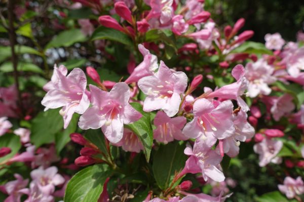 Cost of Weigela Pruning Service in Pleasant Grove
