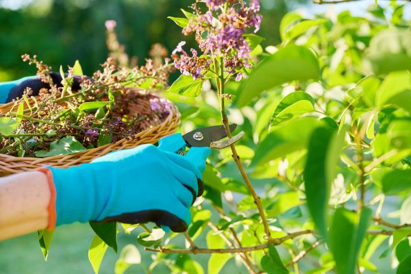 Cost of Lilac Trimming Service in Pleasant Grove