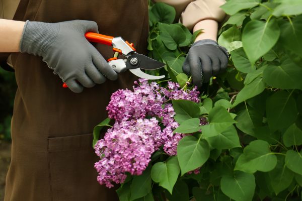 Cost of Lilac Pruning Service in Pleasant Grove