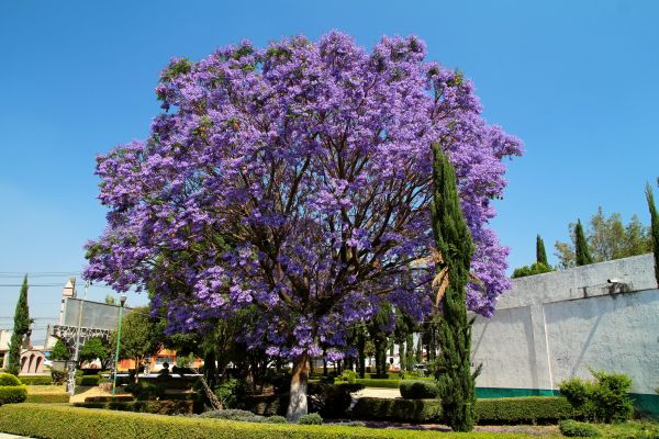 Cost of Jacaranda Pruning in Pleasant Grove