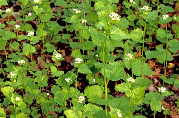 Cost of Garlic Mustard Removal in Pleasant Grove
