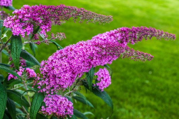 Cost of Butterfly Bush Removal in Pleasant Grove