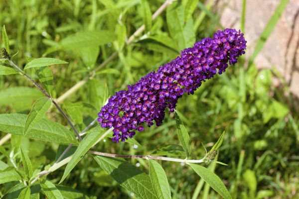 Butterfly Bush Pruning in Pleasant Grove