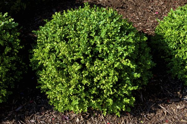 Cost of Boxwood Removal in Pleasant Grove