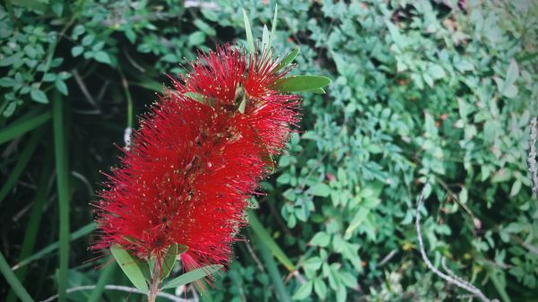 Cost of Bottlebrush Pruning in Pleasant Grove