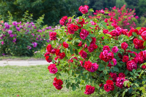 Shrub Trimming in Pleasant Grove