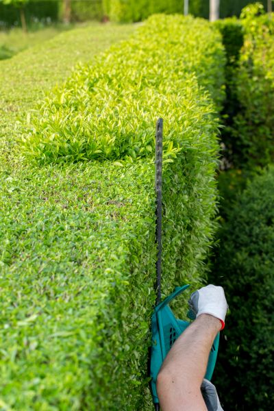 Hedge Trimming in Pleasant Grove