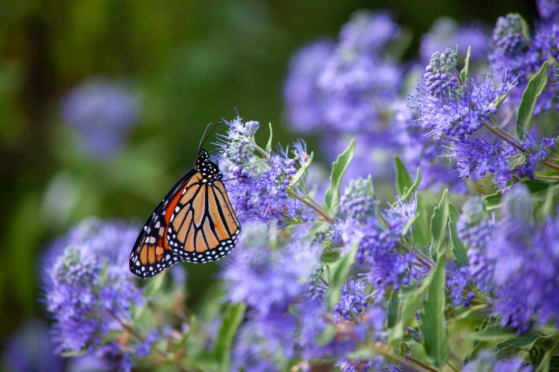 Butterfly Bush Removal
